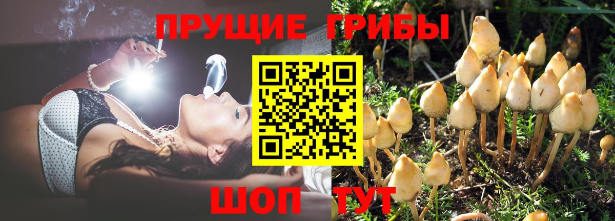Псилоцибиновые грибы прущие грибы Кашира